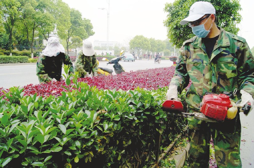 上海景观植物养护修剪