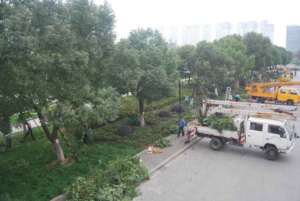 上海景观植物移植养护